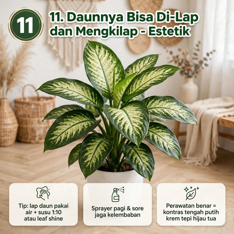bunga sri rezeki