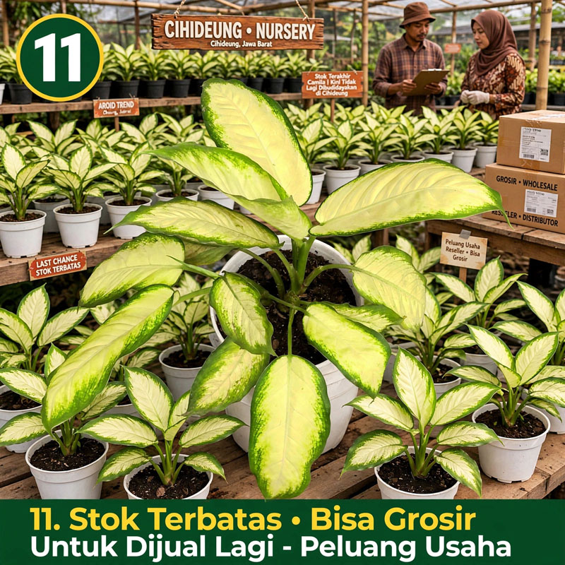 daun Bahagia