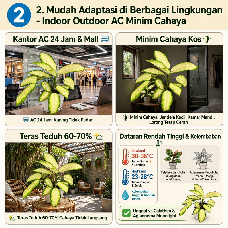 aglo kuning