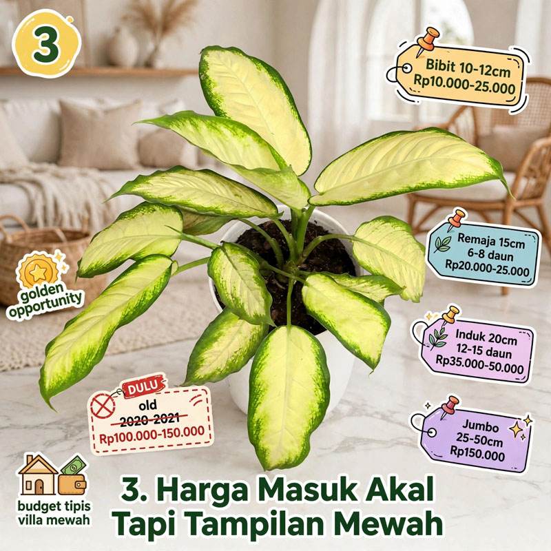 bunga aglonema kuning
