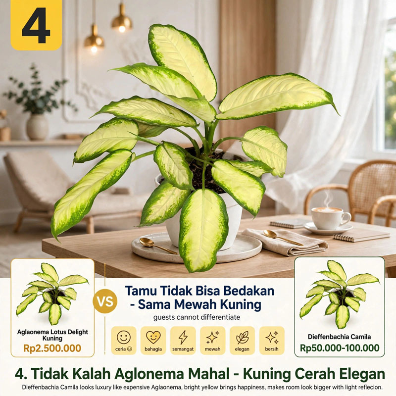 aglonema kuning