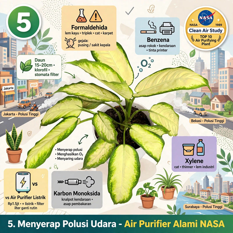 tanaman daun Bahagia