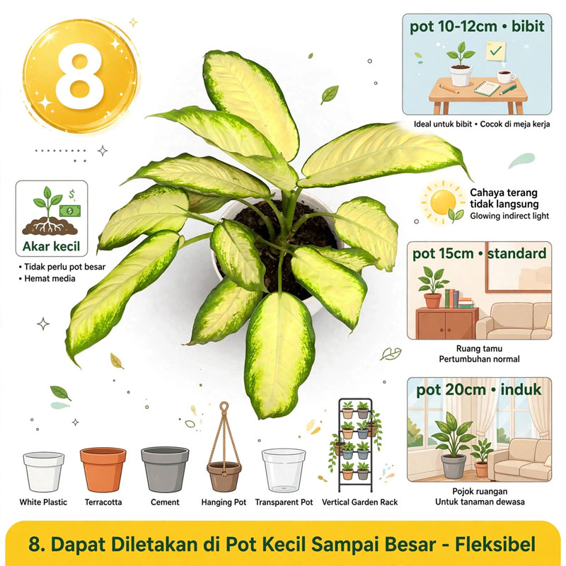 aglonema kuning