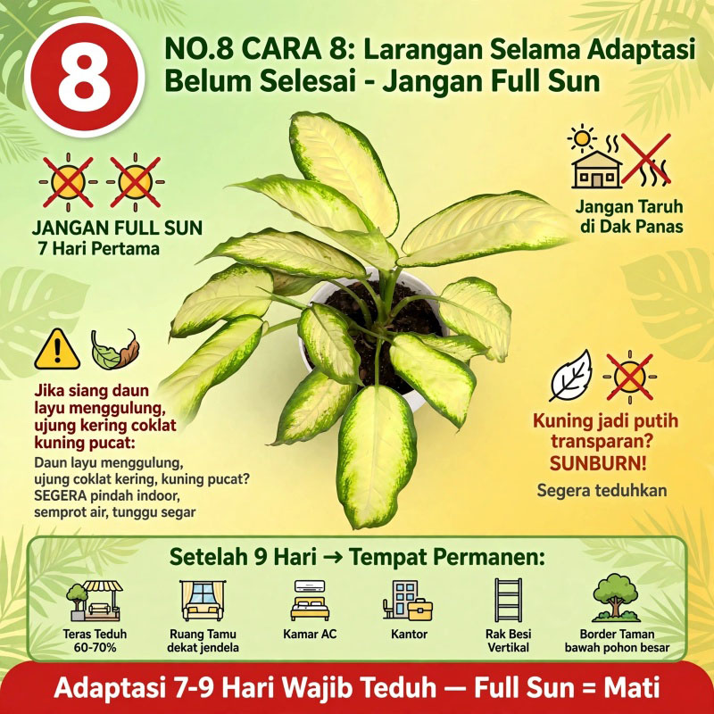 tanaman hias daun Bahagia