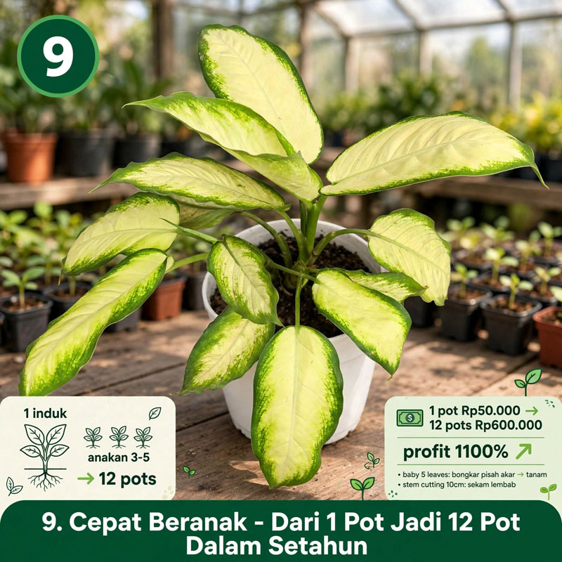 Dieffenbachia Camila Daun Bahagia