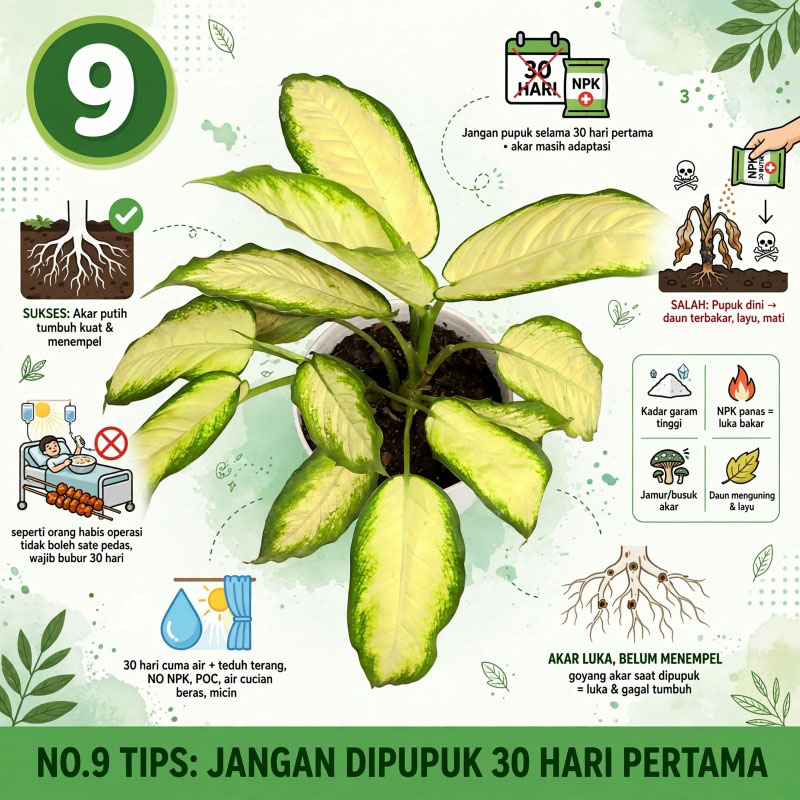 tanaman daun Bahagia