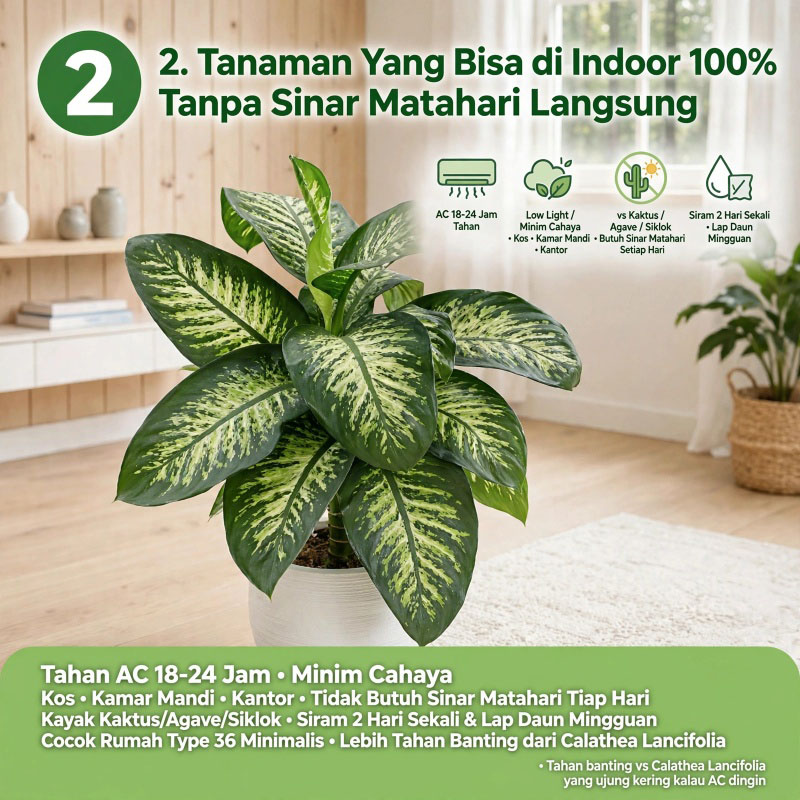 jual bunga sri rezeki