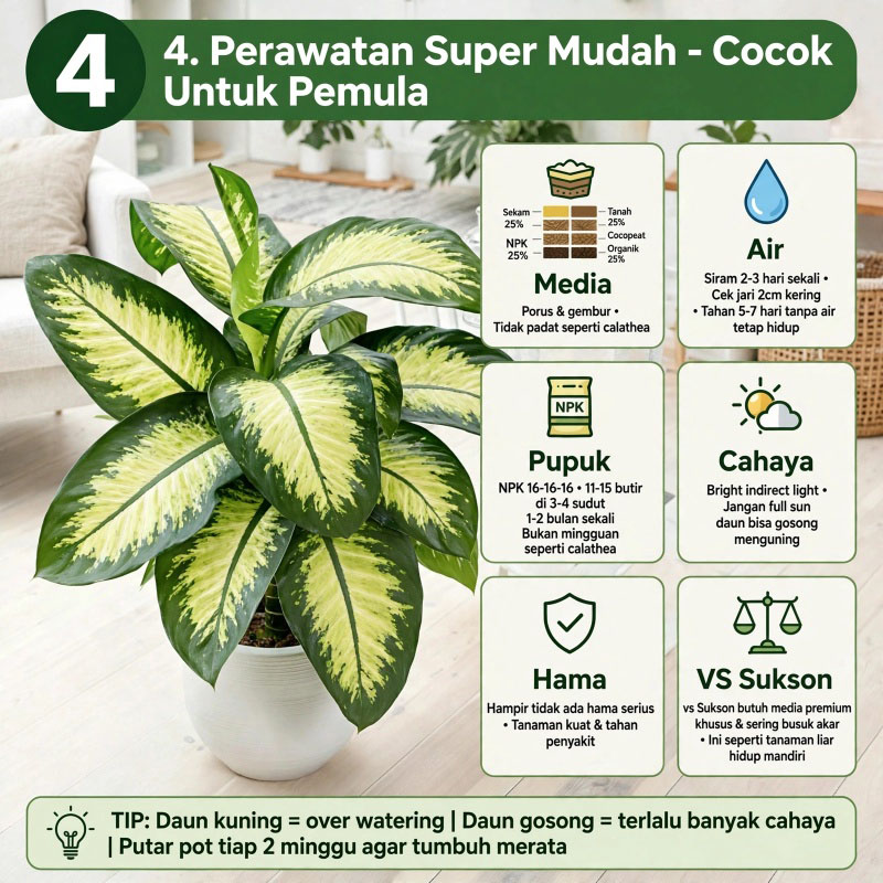 dieffenbachia maroba