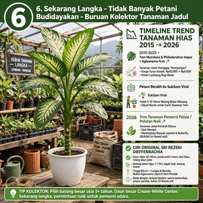 Tanaman sri rezeki