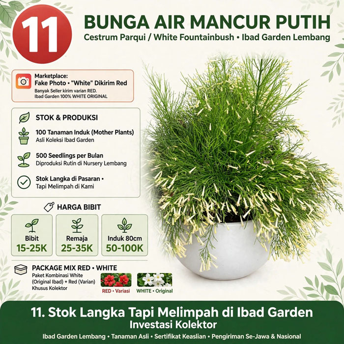 tanaman air mancur putih