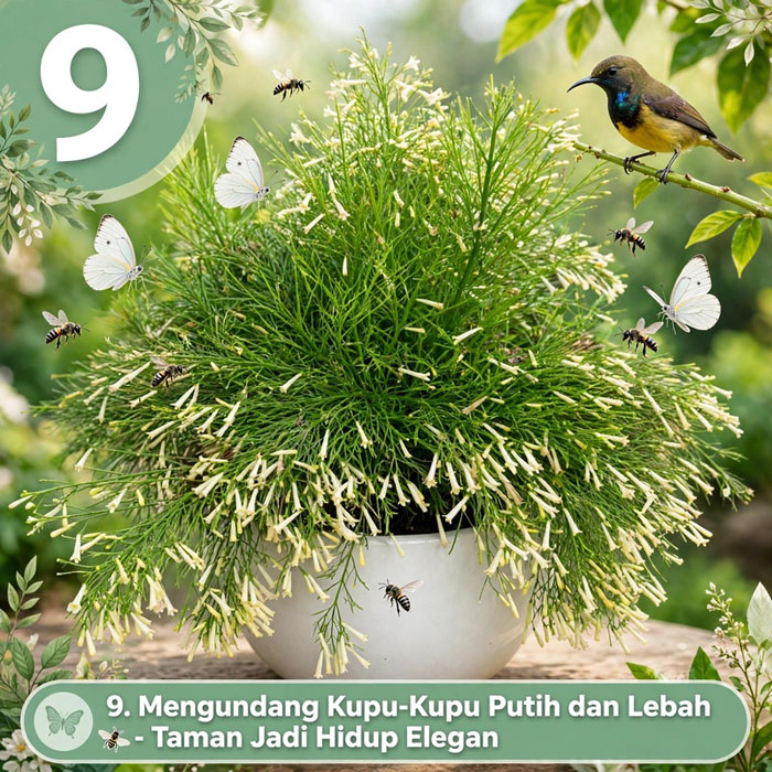 bunga air mancur putih