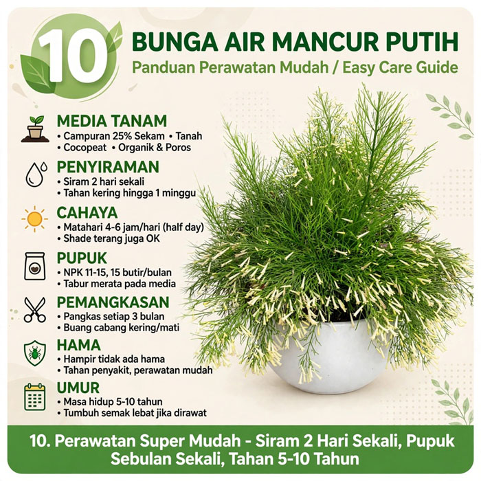 tanaman air mancur