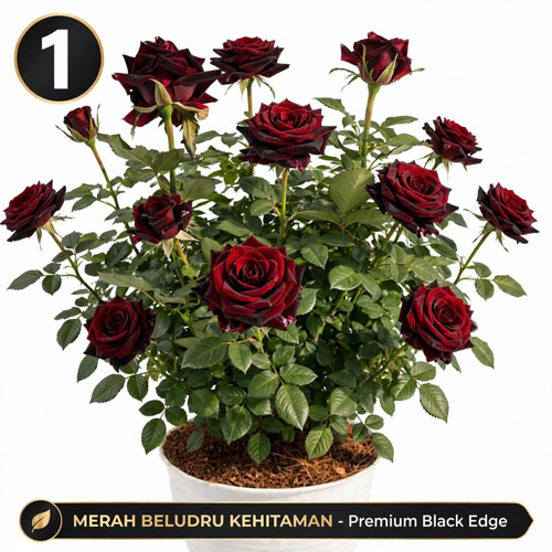 bunga mawar hitam