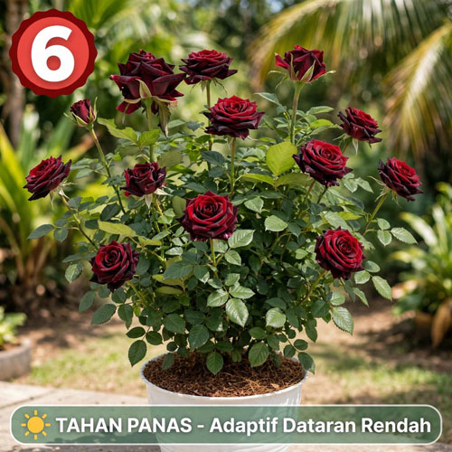 tanaman mawar hitam d indonesia
