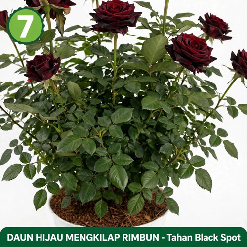 bunga mawar merah hitam