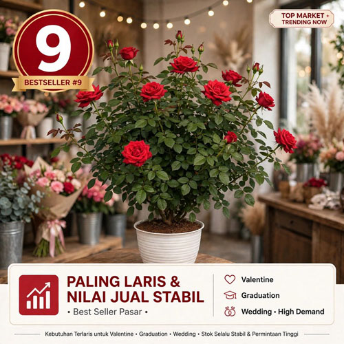 bibit bunga mawar merah
