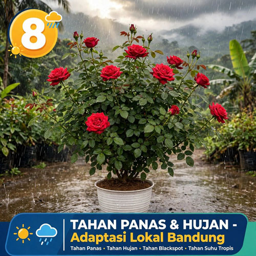 bibit mawar merah
