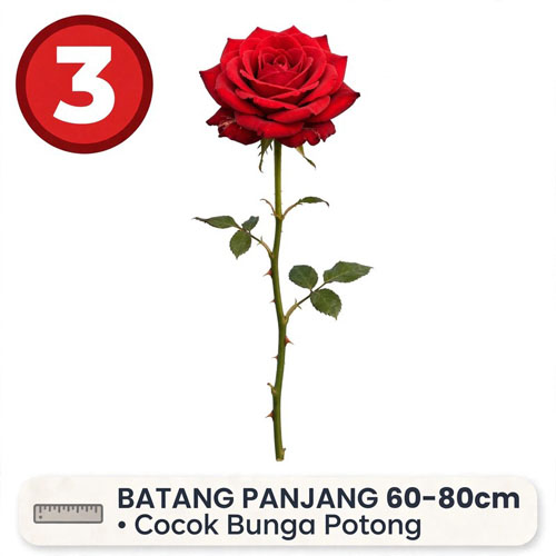 jual bunga mawar merah