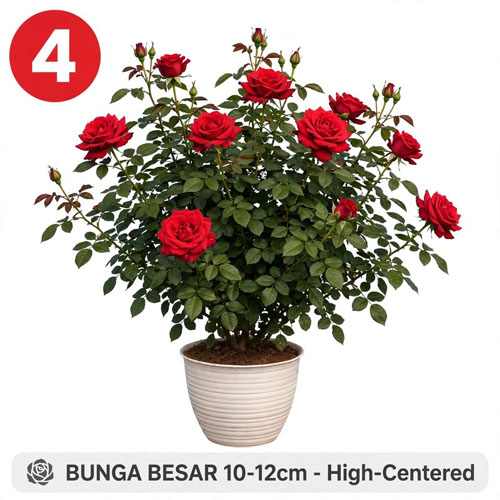 bunga mawar merah