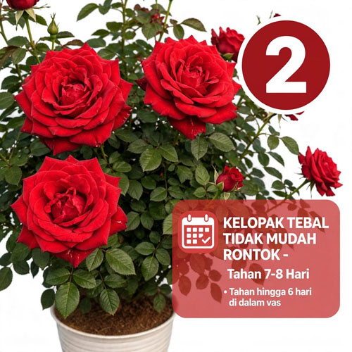 mawar merah sexy red
