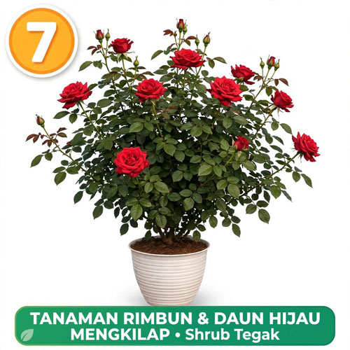 mawar merah di pot