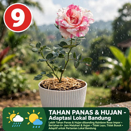 bunga mawar pelangi asli