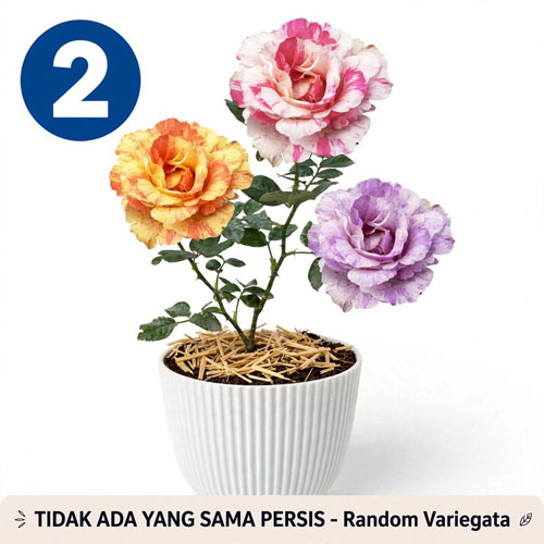 mawar pelangi pink