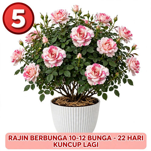 bunga mawar pelangi pink