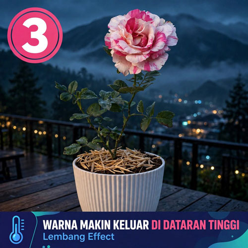 jual bunga mawar pelangi pink