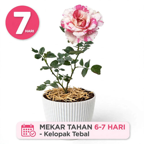 bibit bunga mawar pelangi pink