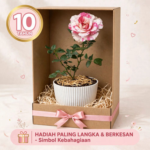 harga bunga mawar pelangi pink