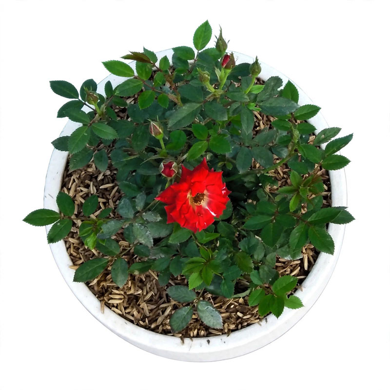 bunga mawar merah