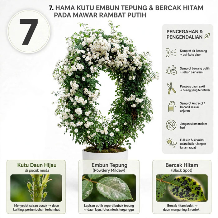 cara merawat bunga mawar