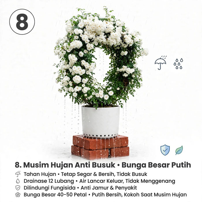 cara merawat bunga mawar putih