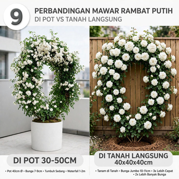 cara merawat mawar putih