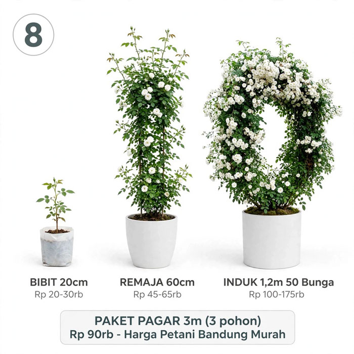 bunga mawar dengan ajir