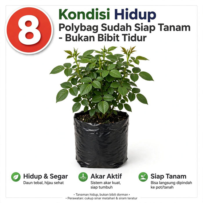 mawar ungu hias halaman rumah bandung asli
