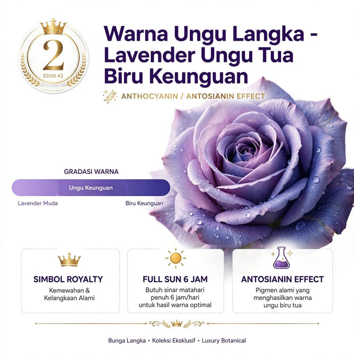 bunga mawar ungu pot dekorasi wedding dan hotel