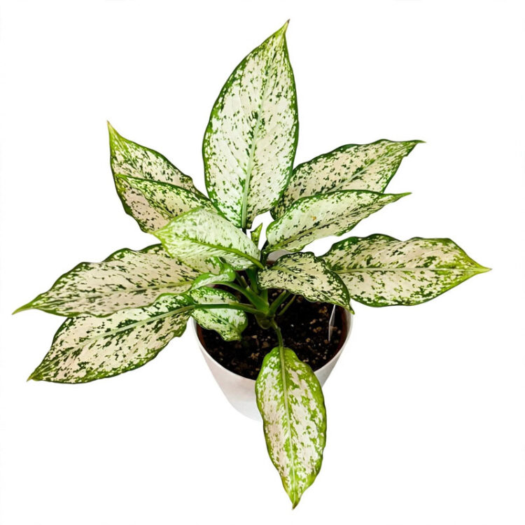 aglonema super white