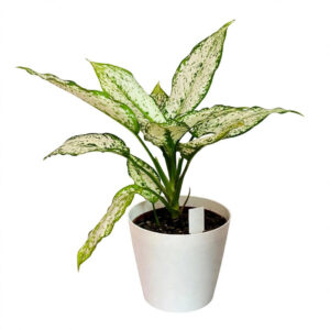 aglonema snow white