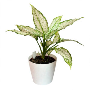 aglonema putih