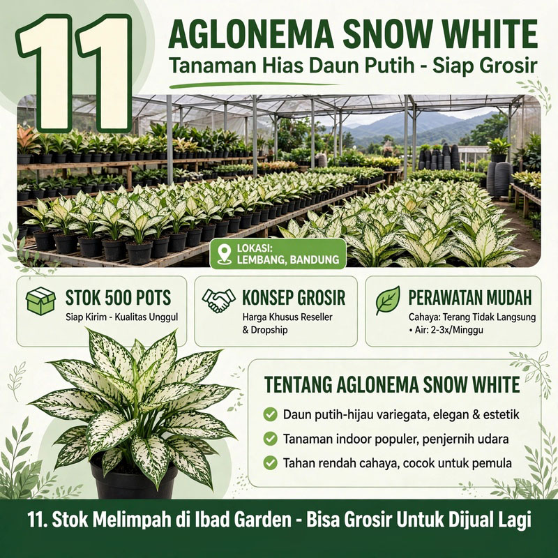 Aglonema Snow White