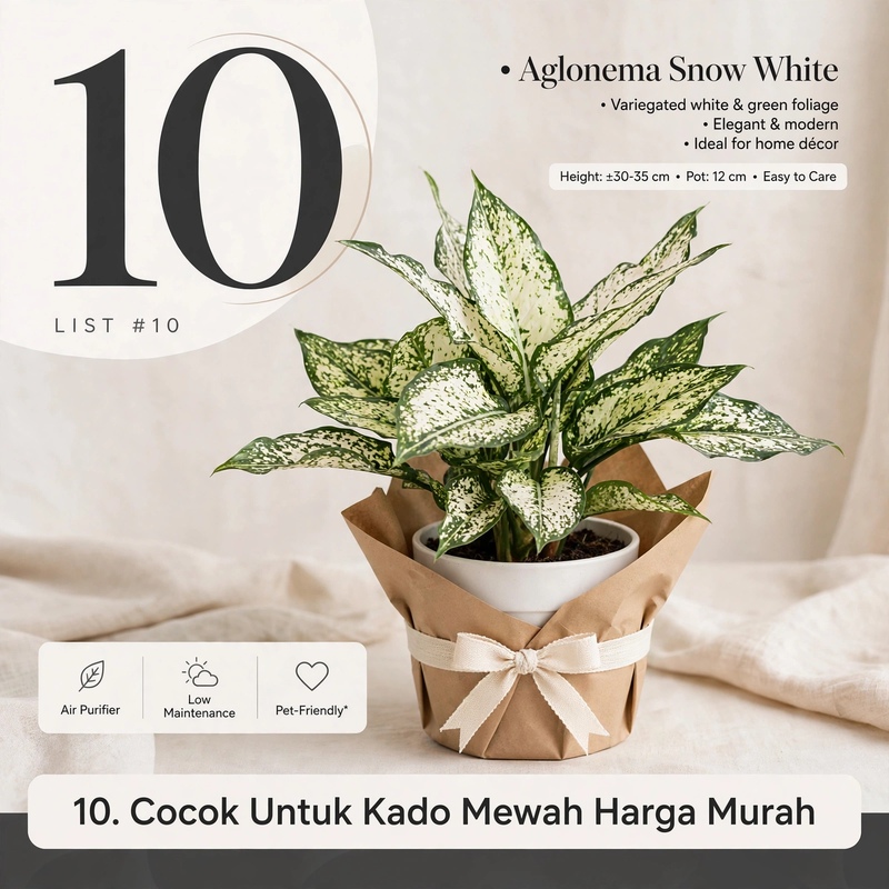 Jual tanaman Aglonema Snow White