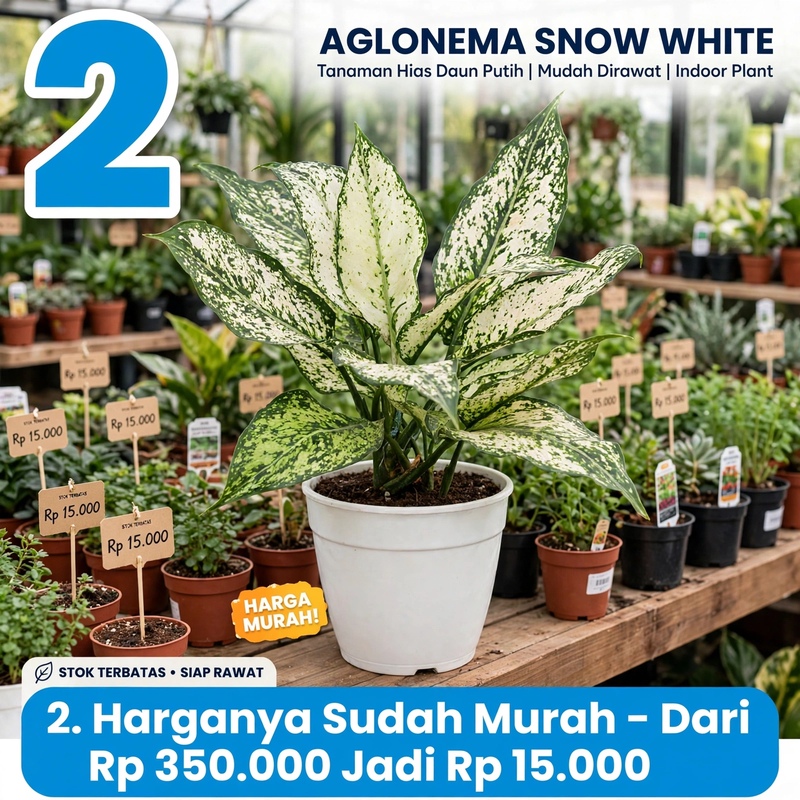 Bunga Snow White