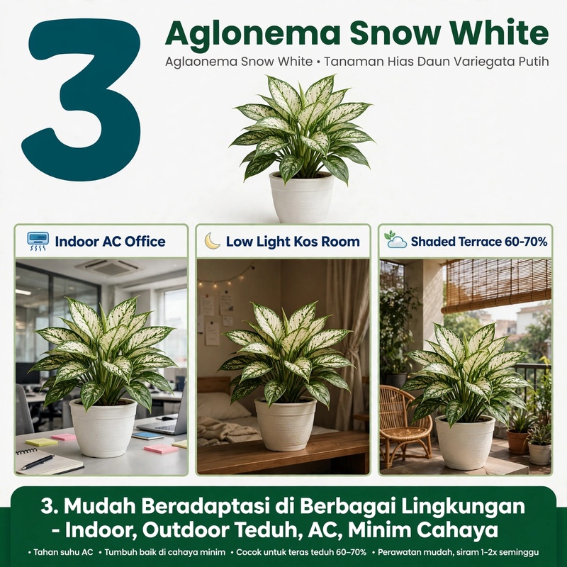Aglonema Putih