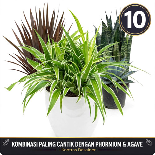 tanaman pengganti rumput tanaman untuk ground cover