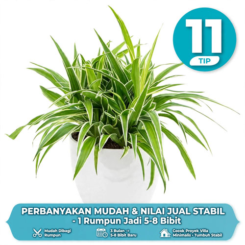 tanaman pengganti rumput gajah