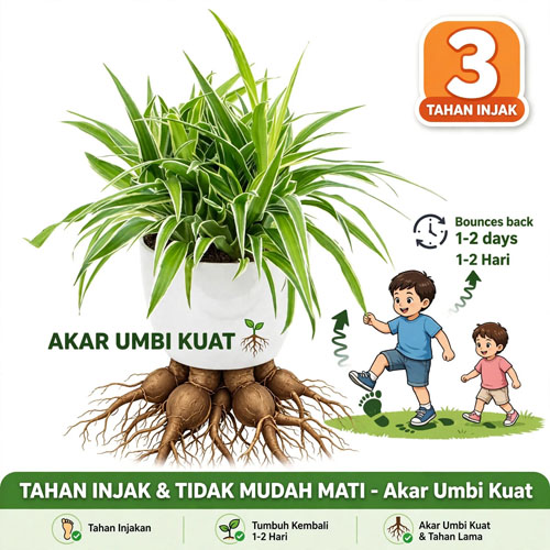 chlorophytum comosum ocean eslilin cikur