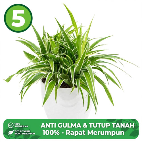 tanaman hias bandung