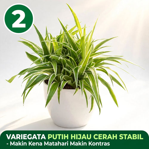 Tanaman hias daun